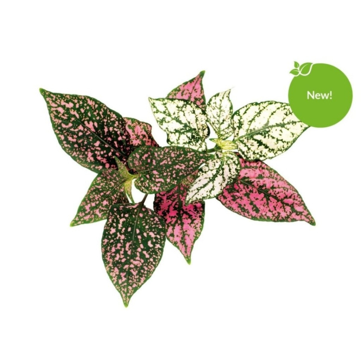 Click & Grow - Smart Garden 3-pack - Polka Dot kasvi (SGR48X3) ryhmässä URHEILU, VAPAA-AIKA JA HARRASTUS / Hauskat tavarat / Älylaitteet @ TP E-commerce Nordic AB (C93816)