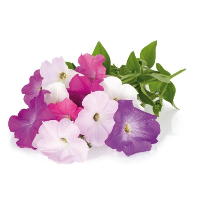 Click & Grow - Smart Garden 3-pack - Petunia (SGR27X3) - Petunia (SGR27X3) ryhmässä URHEILU, VAPAA-AIKA JA HARRASTUS / Hauskat tavarat / Älylaitteet @ TP E-commerce Nordic AB (C93817)