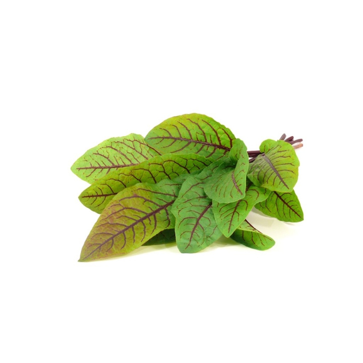 Click & Grow - Smart Garden 3-pack - Bloody Sorrel (SGR33X3) - Puutarhan täydennyspakkaus (SGR33X3) ryhmässä URHEILU, VAPAA-AIKA JA HARRASTUS / Hauskat tavarat / Älylaitteet @ TP E-commerce Nordic AB (C93859)