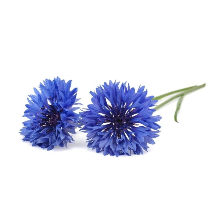 Click & Grow- Smart Garden 3-pack Cornflower (ruiskaunokki) ryhmässä URHEILU, VAPAA-AIKA JA HARRASTUS / Hauskat tavarat / Älylaitteet @ TP E-commerce Nordic AB (C94082)