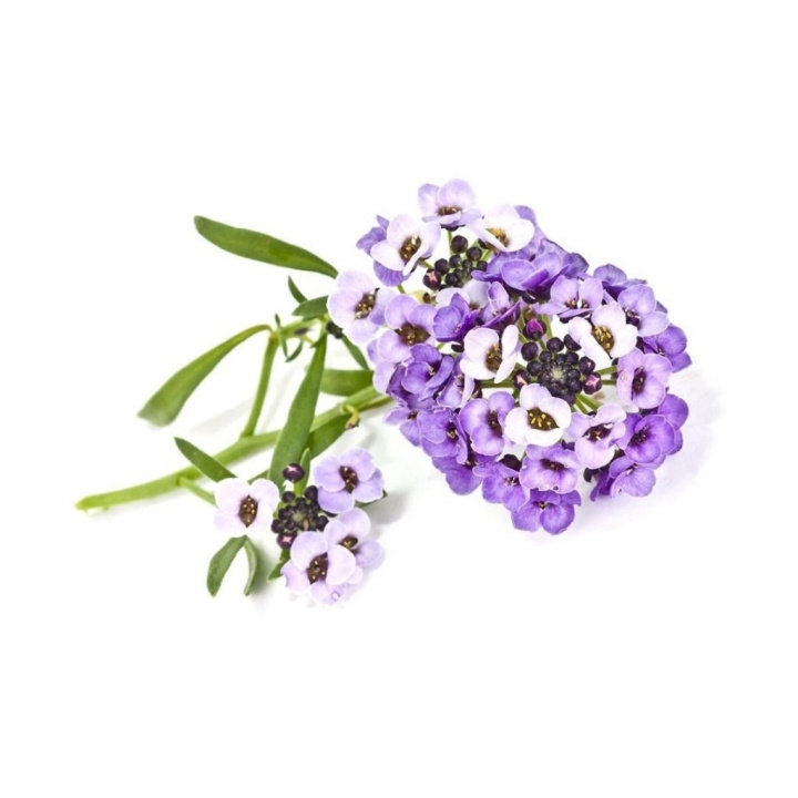 Click & Grow- Smart Garden 3-pack Sweet Alyssum - Täydennyspakkaus ryhmässä URHEILU, VAPAA-AIKA JA HARRASTUS / Hauskat tavarat / Älylaitteet @ TP E-commerce Nordic AB (C94083)