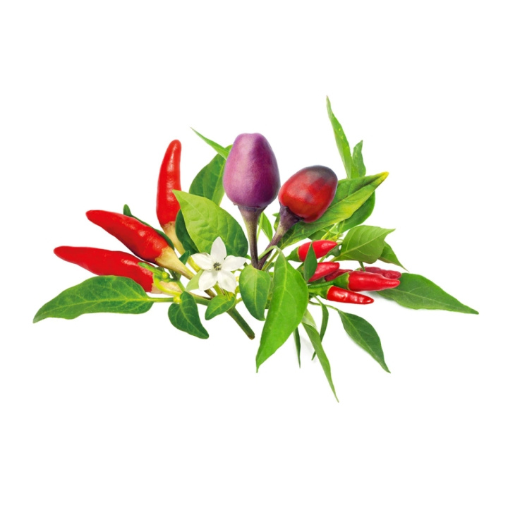 Click & Grow- Smart Garden 9-pack Chili Pepper Mix - Täydennyspakkaukset ryhmässä URHEILU, VAPAA-AIKA JA HARRASTUS / Hauskat tavarat / Älylaitteet @ TP E-commerce Nordic AB (C94091)