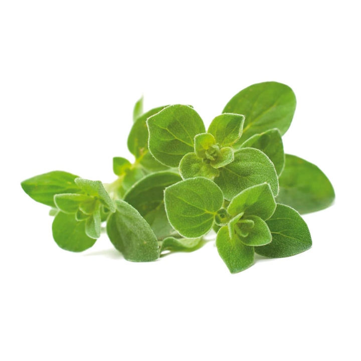 Click & Grow - Smart Garden 3-pack Oregano (Oregano) ryhmässä URHEILU, VAPAA-AIKA JA HARRASTUS / Hauskat tavarat / Älylaitteet @ TP E-commerce Nordic AB (C94572)