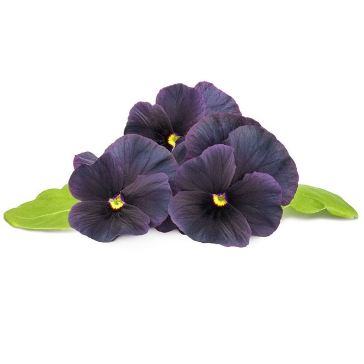 Click & Grow Smart Garden 3-pack Black Pansy -täydennyspakkaus ryhmässä URHEILU, VAPAA-AIKA JA HARRASTUS / Hauskat tavarat / Älylaitteet @ TP E-commerce Nordic AB (D08807)