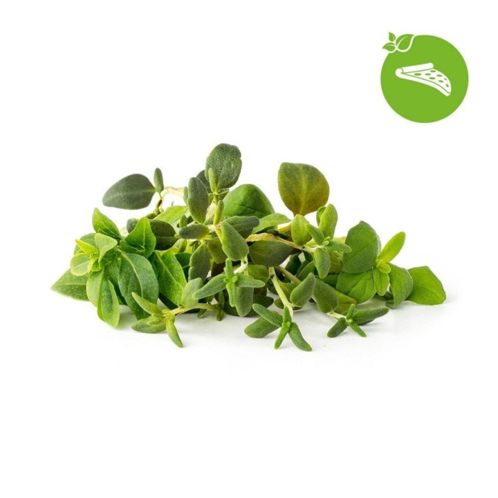 Click & Grow Smart Garden Refill 9-pack Italian yrttisekoitus ryhmässä URHEILU, VAPAA-AIKA JA HARRASTUS / Hauskat tavarat / Älylaitteet @ TP E-commerce Nordic AB (D11218)